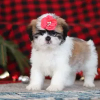 Rosie, a female Lhasa Apso for sale in Millersburg, OH – Photo 2 of 5