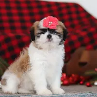 Rosie, a female Lhasa Apso for sale in Millersburg, OH – Photo 3 of 5