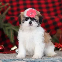 Rosie, a female Lhasa Apso for sale in Millersburg, OH – Photo 5 of 5