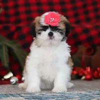 Rosie, a female Lhasa Apso for sale in Millersburg, OH – Photo 4 of 5