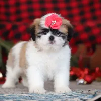 Rosie, a female Lhasa Apso for sale in Millersburg, OH – Photo 1 of 5