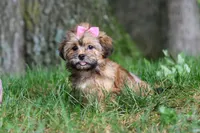 Bebee, a female Shorkie for sale in Millersburg, OH – 3 of 7