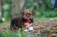 Frisky, a male Shorkie for sale in Millersburg, OH – 3 of 7