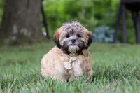Bryce, a male Lhasa Apso for sale in Millersburg, OH – 2 of 8