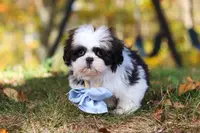 Drew, a male Shih Tzu for sale in Millersburg, OH – Photo 6 of 9