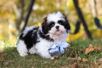 Drew, a male Shih Tzu for sale in Millersburg, OH – Photo 3 of 9
