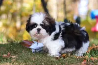 Drew, a male Shih Tzu for sale in Millersburg, OH – Photo 4 of 9