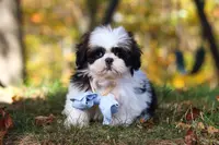 Drew, a male Shih Tzu for sale in Millersburg, OH – Photo 1 of 9