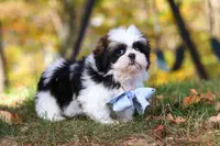 Drew, a male Shih Tzu for sale in Millersburg, OH – Photo 5 of 9