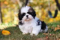 Drew, a male Shih Tzu for sale in Millersburg, OH – Photo 2 of 9