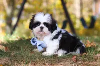 Drew, a male Shih Tzu for sale in Millersburg, OH – Photo 7 of 9