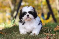Drew, a male Shih Tzu for sale in Millersburg, OH – Photo 9 of 9
