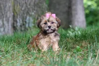 Bebee, a female Shorkie for sale in Millersburg, OH – 2 of 7