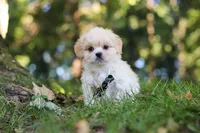 Greg, a male Lhasa Apso for sale in Millersburg, OH – 3 of 9