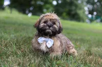 Buddy, a male Lhasa Apso for sale in Millersburg, OH – 2 of 7