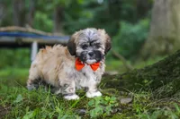Bryce, a male Lhasa Apso for sale in Millersburg, OH – 2 of 7