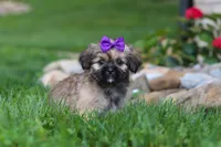 Candy, a female Lhasa Apso for sale in Millersburg, OH – 2 of 8