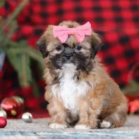 Allie, a female Lhasa Apso for sale in Millersburg, OH – Photo 4 of 7