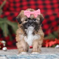 Allie, a female Lhasa Apso for sale in Millersburg, OH – Photo 7 of 7