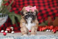 Allie, a female Lhasa Apso for sale in Millersburg, OH – Photo 7 of 7