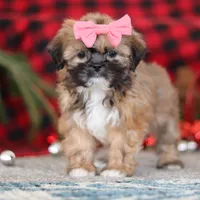 Allie, a female Lhasa Apso for sale in Millersburg, OH – Photo 3 of 7