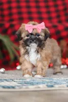 Allie, a female Lhasa Apso for sale in Millersburg, OH – Photo 3 of 7