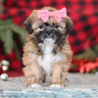 Allie, a female Lhasa Apso for sale in Millersburg, OH – Photo 5 of 7