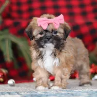 Allie, a female Lhasa Apso for sale in Millersburg, OH – Photo 1 of 7