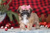 Allie, a female Lhasa Apso for sale in Millersburg, OH – Photo 1 of 7
