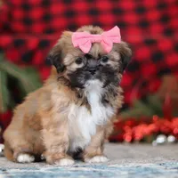 Allie, a female Lhasa Apso for sale in Millersburg, OH – Photo 6 of 7