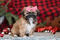 Allie, a female Lhasa Apso for sale in Millersburg, OH – Photo 6 of 7