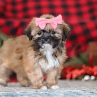 Allie, a female Lhasa Apso for sale in Millersburg, OH – Photo 2 of 7