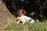 Shane, a male Miniature Dachshund for sale in Millersburg, OH – 5 of 10