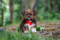 Frisky, a male Shorkie for sale in Millersburg, OH – 5 of 7