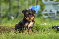 Landon, a male Bichon Frise and Yorkshire Terrier for sale in Millersburg, OH – 3 of 6