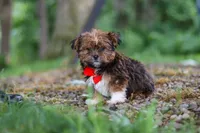Frisky, a male Shorkie for sale in Millersburg, OH – 6 of 7