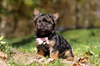 Sonya, a female Yorkshire Terrier for sale in Millersburg, OH – Photo 3 of 7