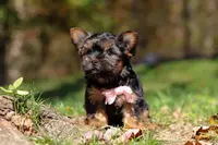 Sonya, a female Yorkshire Terrier for sale in Millersburg, OH – Photo 2 of 7