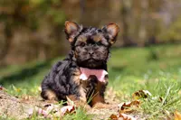 Sonya, a female Yorkshire Terrier for sale in Millersburg, OH – Photo 4 of 7