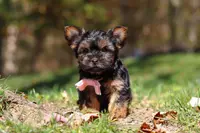 Sonya, a female Yorkshire Terrier for sale in Millersburg, OH – Photo 5 of 7