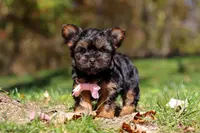 Sonya, a female Yorkshire Terrier for sale in Millersburg, OH – Photo 7 of 7