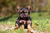 Sonya, a female Yorkshire Terrier for sale in Millersburg, OH – Photo 1 of 7