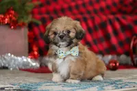 Luke, a male Lhasa Apso for sale in Millersburg, OH – Photo 4 of 7