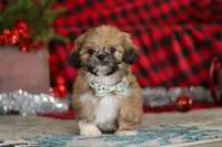 Luke, a male Lhasa Apso for sale in Millersburg, OH – Photo 2 of 7