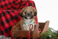 Luke, a male Lhasa Apso for sale in Millersburg, OH – Photo 7 of 7