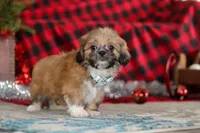 Luke, a male Lhasa Apso for sale in Millersburg, OH – Photo 5 of 7