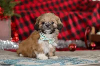 Luke, a male Lhasa Apso for sale in Millersburg, OH – Photo 3 of 7