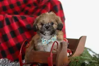 Luke, a male Lhasa Apso for sale in Millersburg, OH – Photo 6 of 7