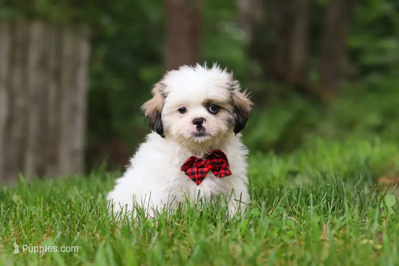 Jethro – Lhasa Apso puppy for sale in Millersburg, OH