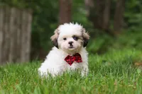 Jethro, a male Lhasa Apso for sale in Millersburg, OH – 1 of 10